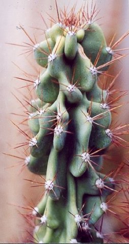 Cereus_peruvianus